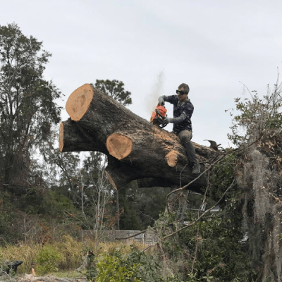 TREE REMOVAL 